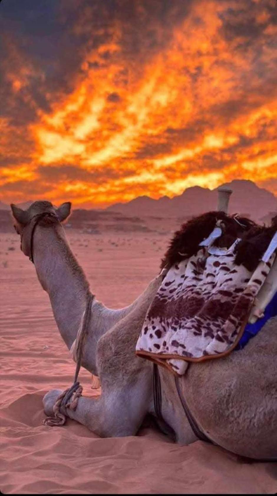 Wadi Rum Desert Heart Camp Ngoại thất bức ảnh